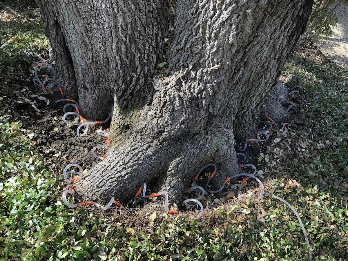 Detailed Tree Cabling and Bracing job site in Turton